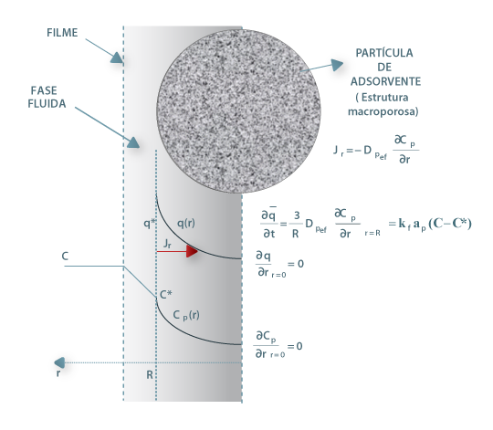 Perfis de concentração no filme e nos macroporos do adsorvente; Jr é o fluxo difusional na direcção radial descrito pela Lei de Fick