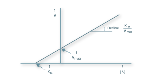 Representação gráfica da equação de Lineweaver-Burk